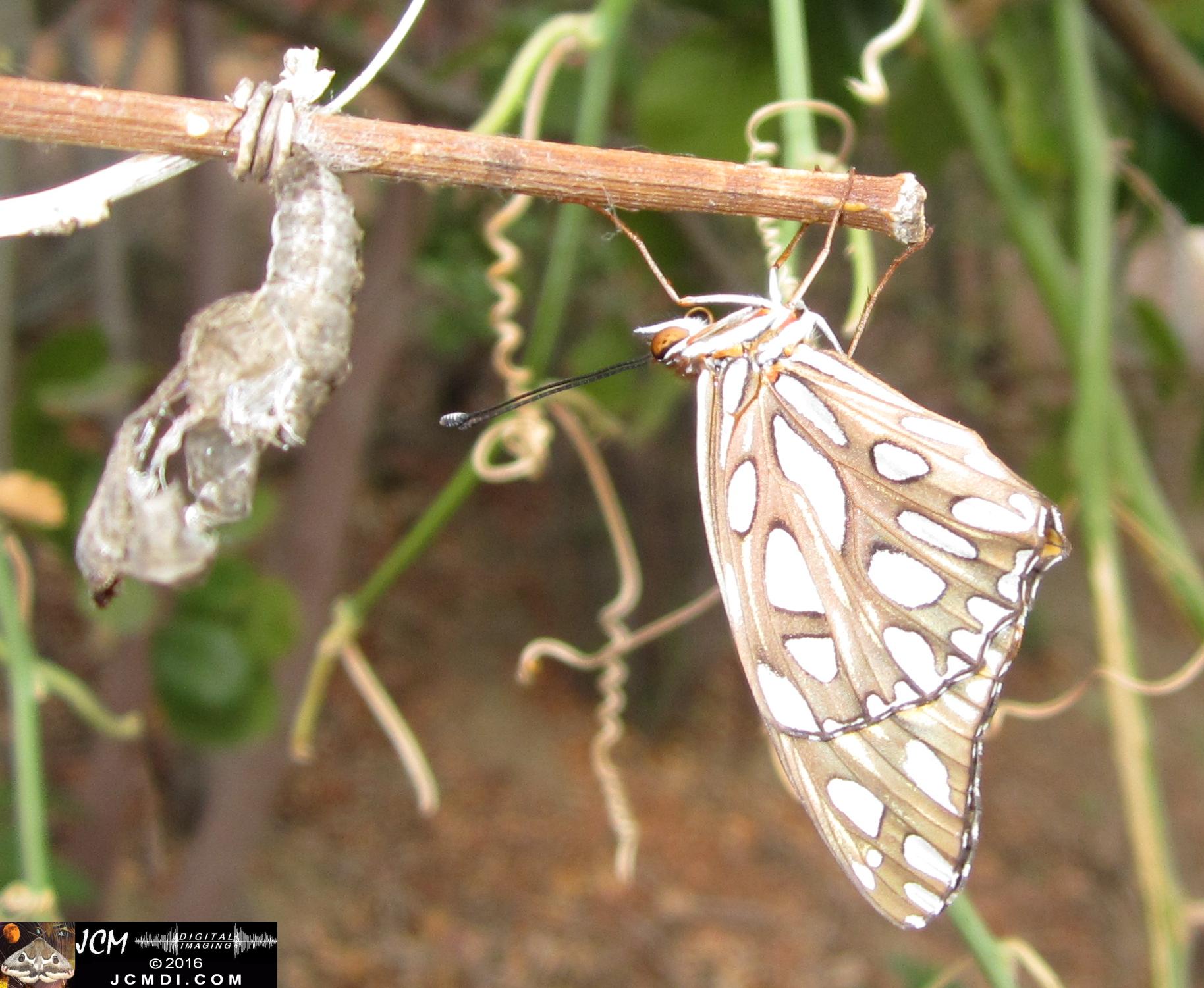 20160922 IMG_0851 Gulf Fritillary Butterfly emerged in daylight.jpg